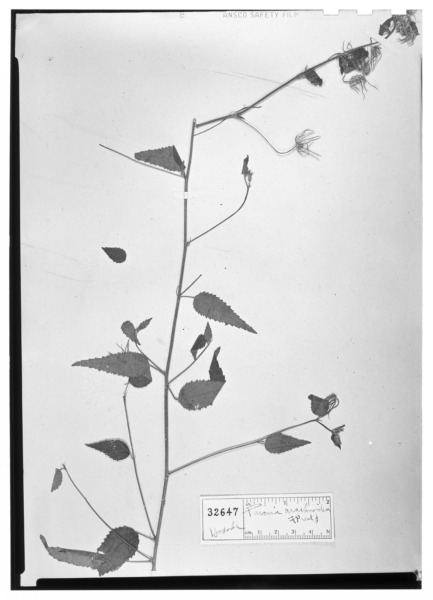 Pavonia arachnoidea image