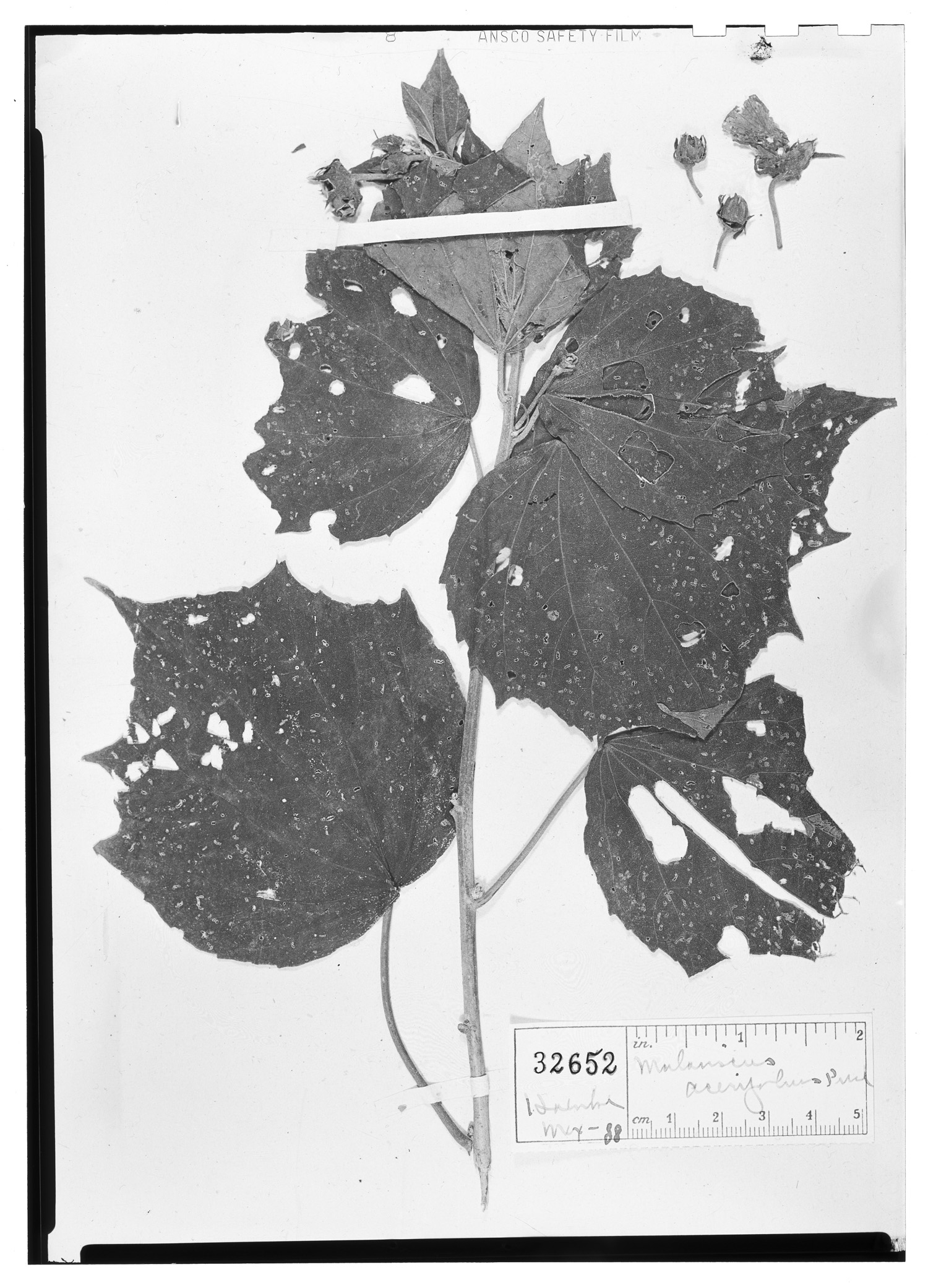 Anotea flavida image
