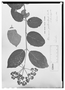Field Museum photo negatives collection; Wien specimen of Viburnum pichinchense Benth., COLOMBIA, K. T. Hartweg 1041, Type [status unknown], W
