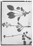 Field Museum photo negatives collection; Wien specimen of Valeriana obtusifolia DC., CHILE, E. F. Poeppig, Type [status unknown], W