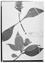 Field Museum photo negatives collection; Wien specimen of Aphelandra oostachya Wawra, BRAZIL, H. Wawra 200a, Type [status unknown], W