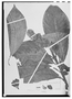 Field Museum photo negatives collection; Wien specimen of Aphelandra squarrosa Nees, BRAZIL, J. B. E. Pohl 6051, Type [status unknown], W