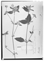 Field Museum photo negatives collection; Wien specimen of Dicliptera sericea Nees, BRAZIL, G. S. Capanema, Type [status unknown], W