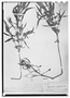 Field Museum photo negatives collection; Wien specimen of Hygrophila conferta Nees, BRAZIL, J. B. E. Pohl 2113, Type [status unknown], W