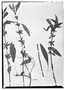 Field Museum photo negatives collection; Wien specimen of Hygrophila rivularis Nees, MEXICO, C. J. W. Schiede 79, Type [status unknown], W