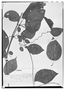 Field Museum photo negatives collection; Wien specimen of Mendoncia puberula Mart., BRAZIL, E. F. Poeppig, Type [status unknown], W