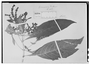 Field Museum photo negatives collection; Wien specimen of Geissomeria distans Nees, BRAZIL, G. S. Capanema, Type [status unknown], W