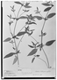 Field Museum photo negatives collection; Wien specimen of Justicia lithospermifolia Jacq., VENEZUELA, Jacquin, Type [status unknown], W