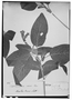 Field Museum photo negatives collection; Wien specimen of Dipteracanthus canus Nees, BRAZIL, H. W. Schott 6131, Possible type, W