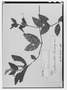 Field Museum photo negatives collection; Wien specimen of Ruellia chamaedrys (Nees) Lindau, BRAZIL, J. B. E. Pohl 3632, Type [status unknown], W