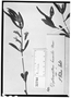 Field Museum photo negatives collection; Wien specimen of Ruellia humilis Nutt., BRAZIL, J. B. E. Pohl 683, Type [status unknown], W