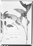 Field Museum photo negatives collection; Wien specimen of Ruellia calvescens Nees, BRAZIL, H. W. Schott 6129, Type [status unknown], W