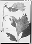 Field Museum photo negatives collection; Wien specimen of Besleria peduncularis Poepp., PERU, E. F. Poeppig, Type [status unknown], W