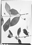 Field Museum photo negatives collection; Wien specimen of Besleria trianae Fritsch, COLOMBIA, J. J. Triana, Type [status unknown], W