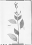 Field Museum photo negatives collection; Wien specimen of Heppiella ovata Hanst., COLOMBIA, J. W. K. Moritz 1128, Type [status unknown], W
