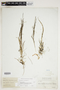 Potamogeton pectinatus L., U.S.A., A. W. Deselm 715, F
