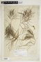 Potamogeton pectinatus L., U.S.A., J. M. Coulter, F