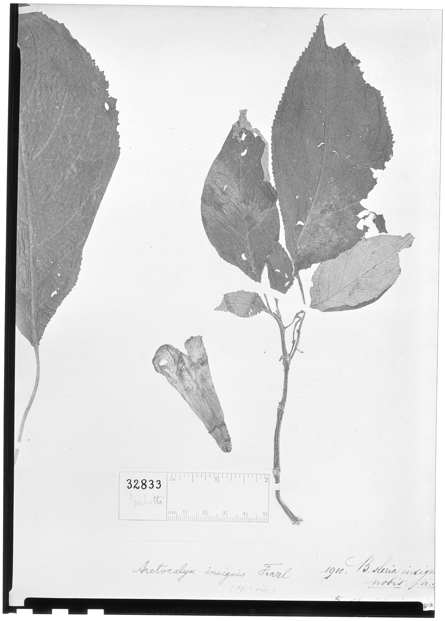 Solenophora insignis image