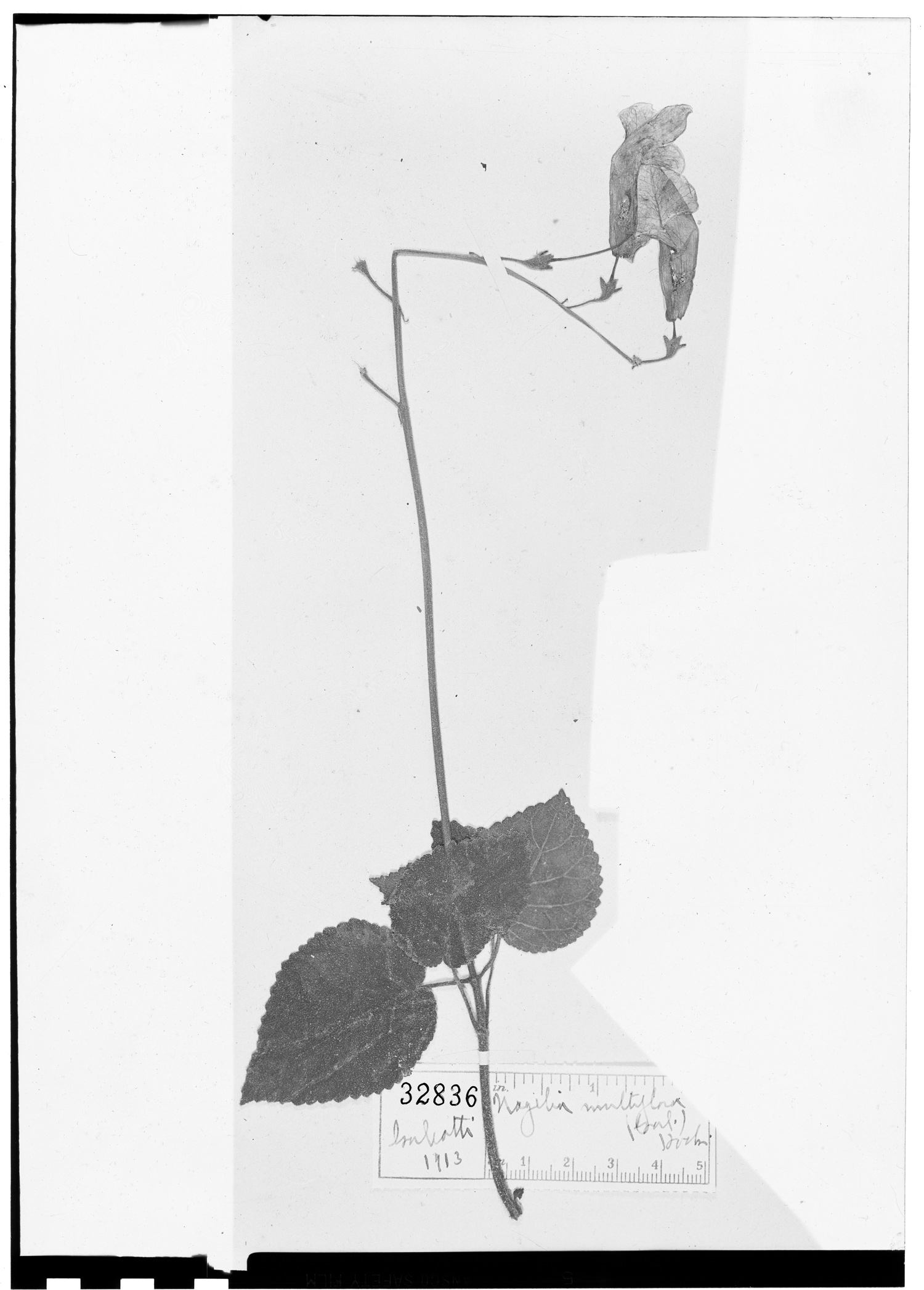 Smithiantha multiflora image