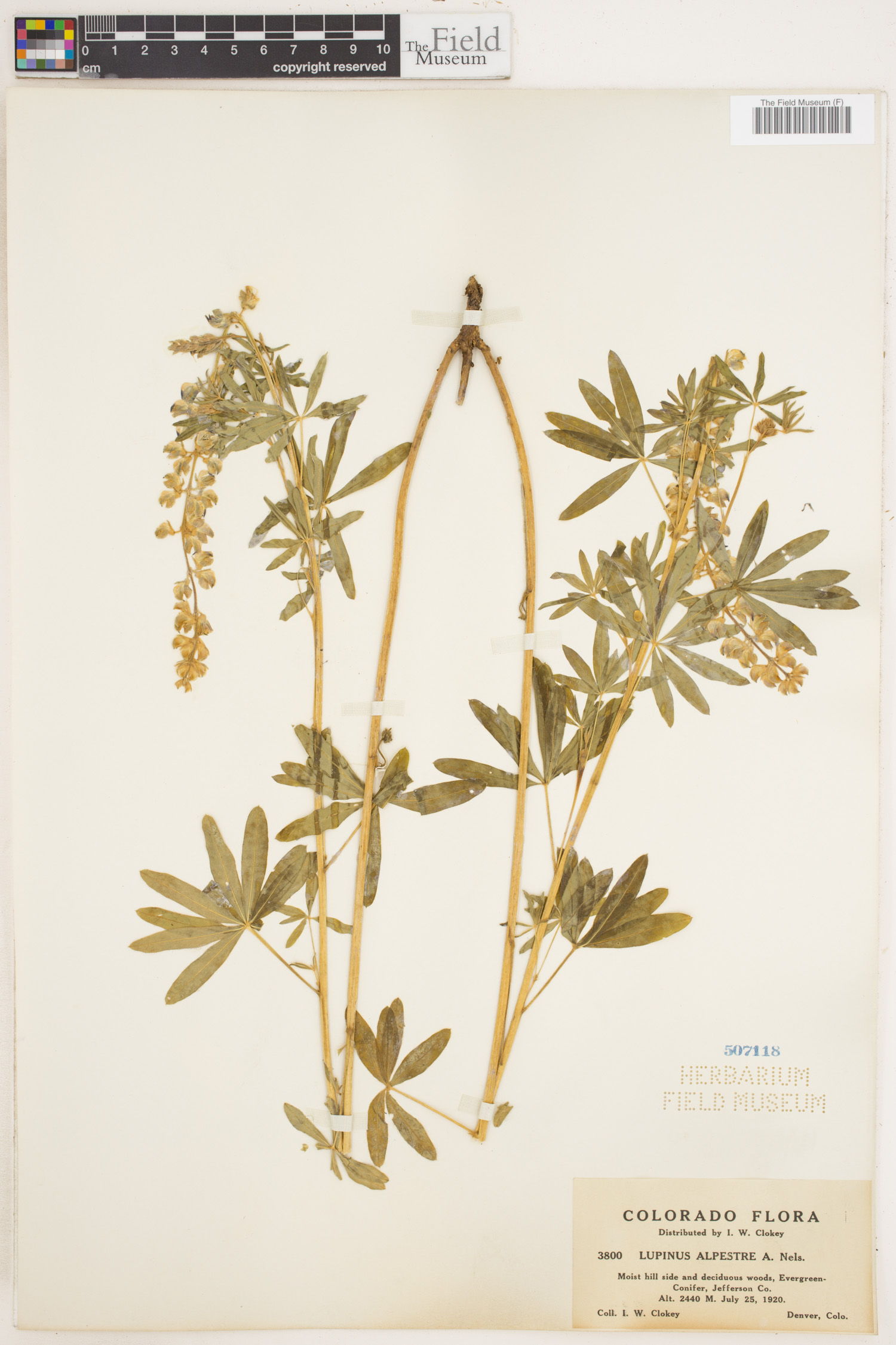 Lupinus alpestris image