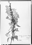 Field Museum photo negatives collection; Wien specimen of Setilobus vincentinus Kraenzl., Saint Vincent and the Grenadines, G. Caley, Type [status unknown], W