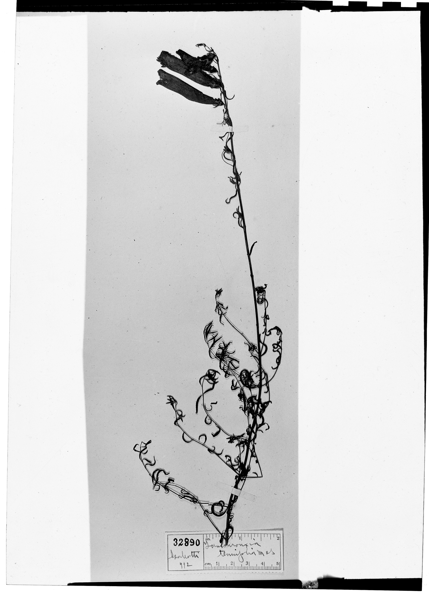 Lamourouxia tenuifolia image