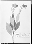 Field Museum photo negatives collection; Wien specimen of Calceolaria cerasifolia Benth., PERU, A. Mathews 1684, Type [status unknown], W
