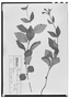 Field Museum photo negatives collection; Wien specimen of Scutellaria dumetorum Schltdl., MEXICO, C. J. W. Schiede 106, Type [status unknown], W
