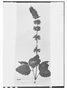 Field Museum photo negatives collection; Wien specimen of Salvia brachystachys Epling, BOLIVIA, W. Lobb 368, Type [status unknown], W