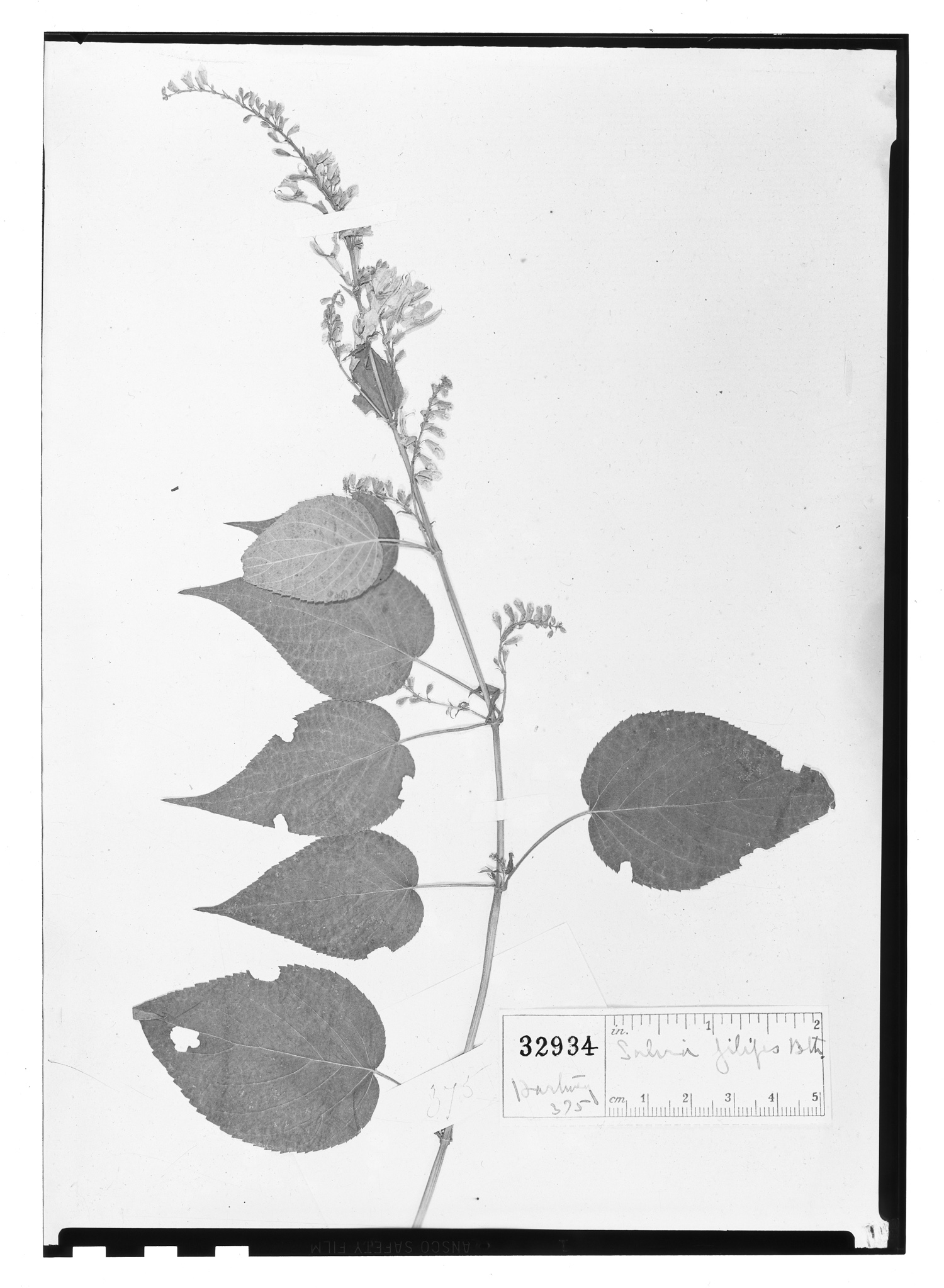 Salvia filipes image