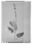 Field Museum photo negatives collection; Wien specimen of Salvia karwinskii Benth., MEXICO, W. F. Karwinsky von Karwin, Type [status unknown], W