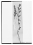 Field Museum photo negatives collection; Wien specimen of Salvia lachnostachys Benth., BRAZIL, F. Sellow, Type [status unknown], W