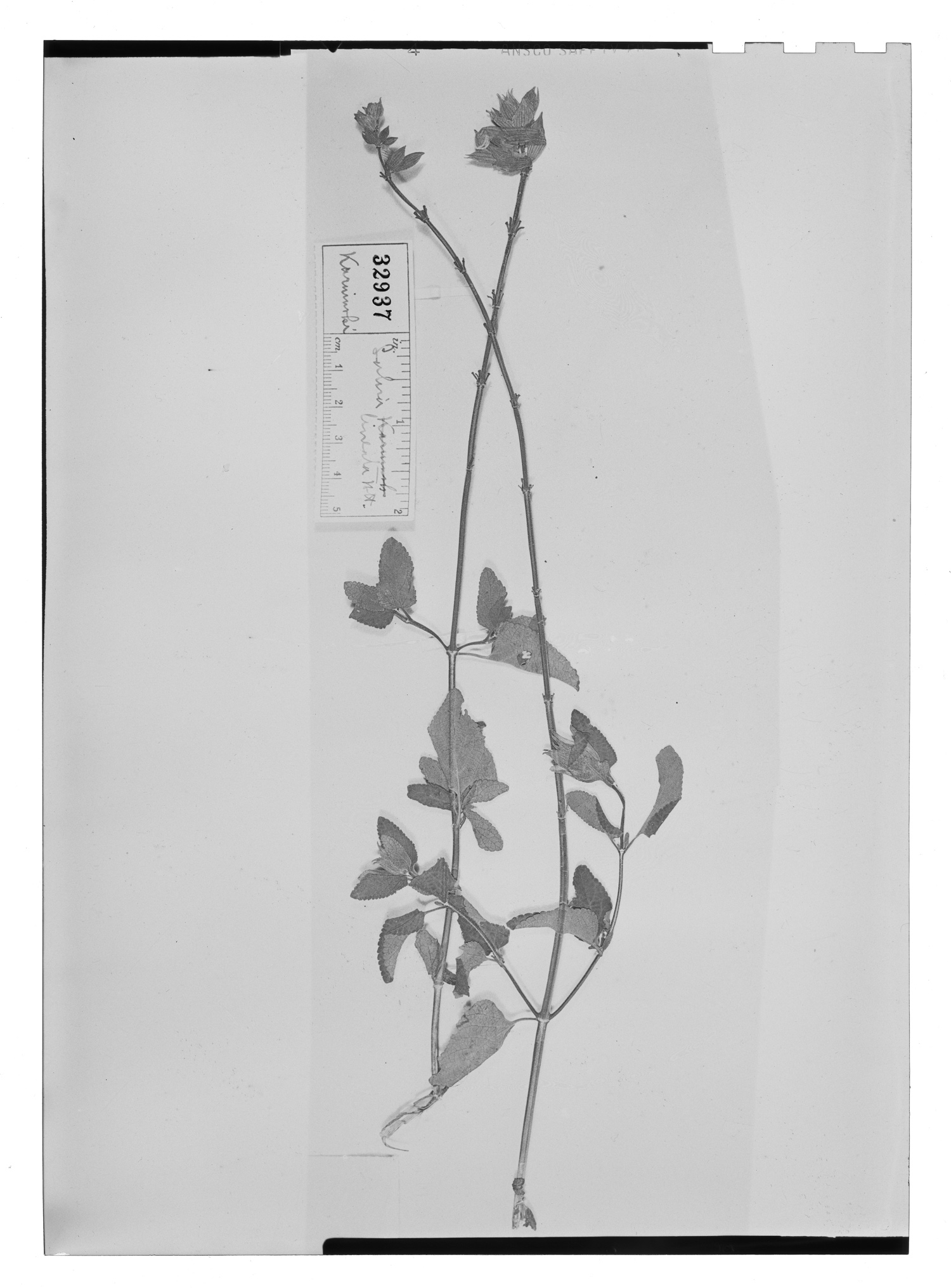 Salvia lineata image
