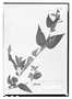 Field Museum photo negatives collection; Wien specimen of Salvia lobbii Epling, PERU, W. Lobb 293, Type [status unknown], W