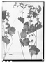 Field Museum photo negatives collection; Wien specimen of Salvia personata Epling, BOLIVIA, G. Mandon 511, Type [status unknown], W