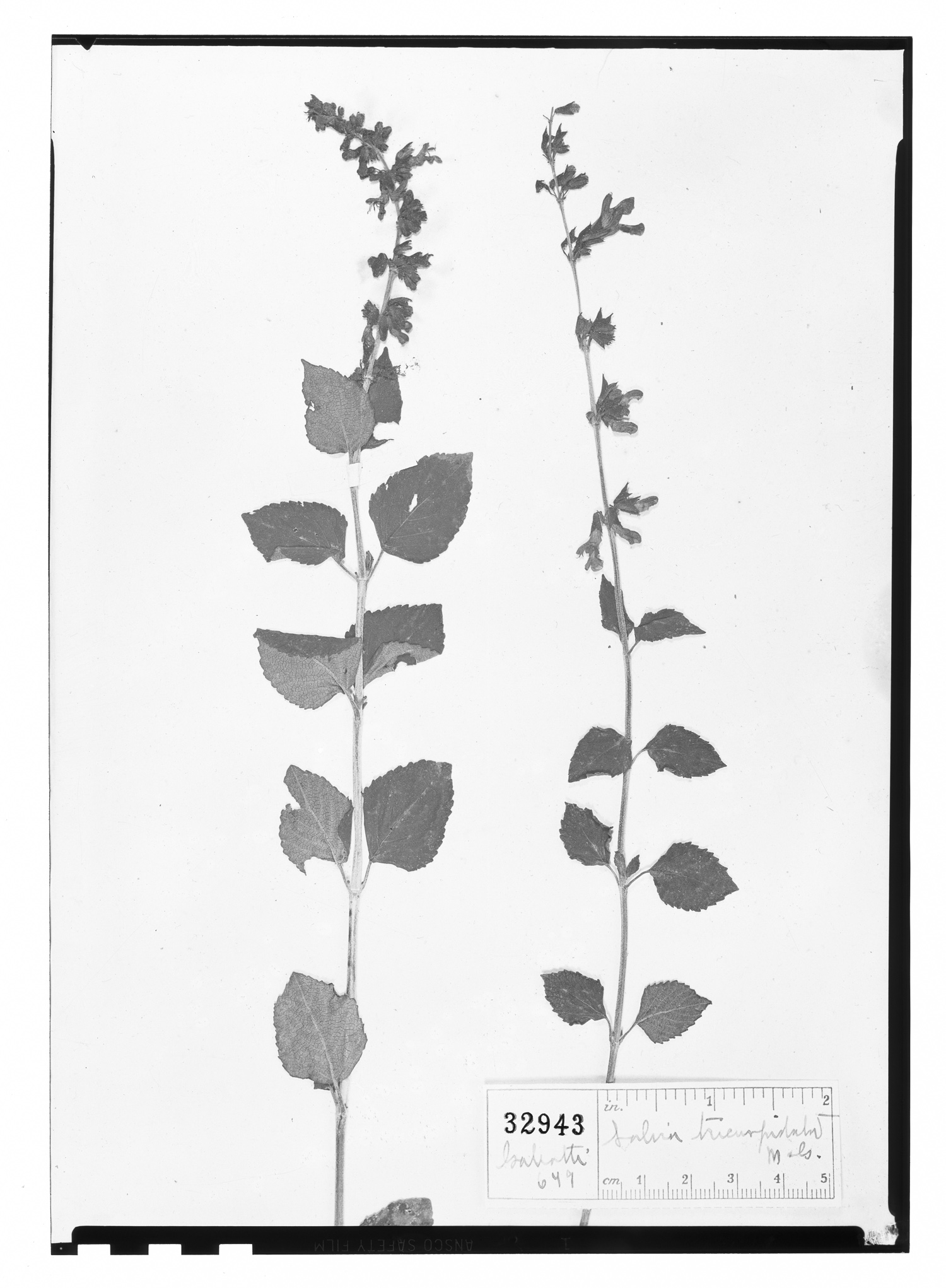 Salvia tricuspidata image