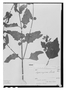 Field Museum photo negatives collection; Wien specimen of Hyptis angulosa Schott ex Benth., BRAZIL, H. W. Schott 565, Type [status unknown], W