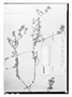 Field Museum photo negatives collection; Wien specimen of Hyptis humilis Benth., BRAZIL, J. B. E. Pohl 2241, Type [status unknown], W