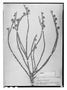 Field Museum photo negatives collection; Wien specimen of Hyptis imbricata Pohl ex Benth., BRAZIL, J. B. E. Pohl 1752, Type [status unknown], W