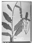 Field Museum photo negatives collection; Wien specimen of Hyptis interrupta Pohl, BRAZIL, J. B. E. Pohl 2758, Type [status unknown], W