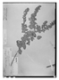 Field Museum photo negatives collection; Wien specimen of Hyptis lacunosa Pohl, BRAZIL, J. B. E. Pohl 3194, Type [status unknown], W