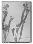 Field Museum photo negatives collection; Wien specimen of Hyptis lanata Pohl, BRAZIL, J. B. E. Pohl 1879, Type [status unknown], W