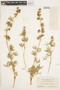 Lupinus albifrons image