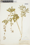 Lupinus arbustus image