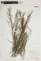Potamogeton pectinatus L., U.S.A., J. Wolf, F