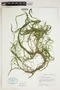 Potamogeton pectinatus L., U.S.A., S. F. Glassman 8804, F