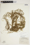Potamogeton pectinatus L., U.S.A., W. B. Kiener 21108a, F