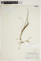 Potamogeton pectinatus L., U.S.A., H. E. Hayward 2233, F