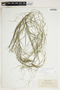Potamogeton pectinatus L., U.S.A., A. A. Heller 5825, F