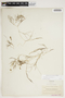 Potamogeton pectinatus L., U.S.A., S. B. Parish 1429, F